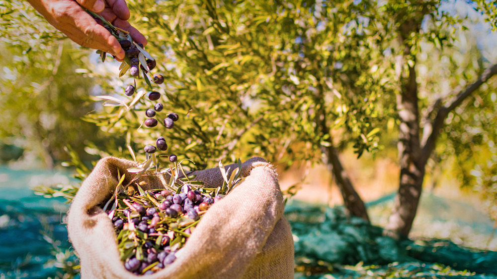 Discover the Authentic Treasures of Samos: Olive Oil and Soap